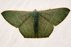 Actebia moechilla - __Thalassodes immissaria